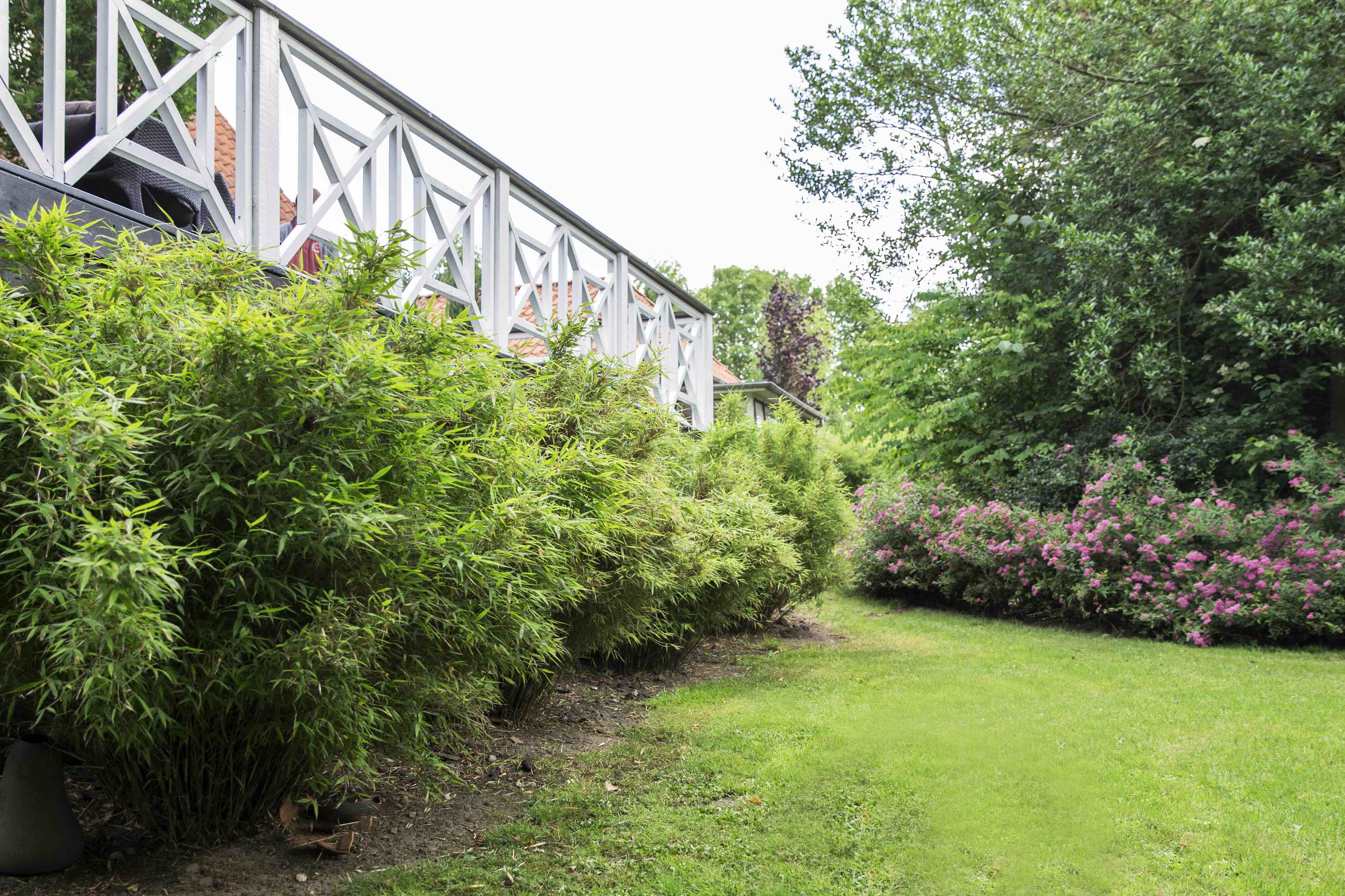 Jumbo natur hekkplanter