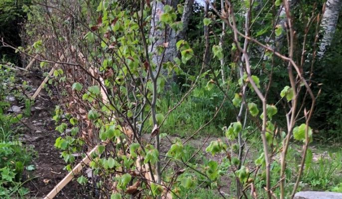 Bilde fra hageprosjekt i Eidsvåg, grønn hekk