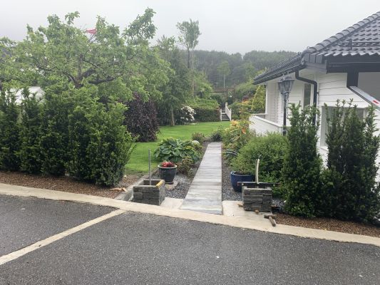 Barlind Taxus Hillii hekk plantet på ågotnes, eviggrønn og tett