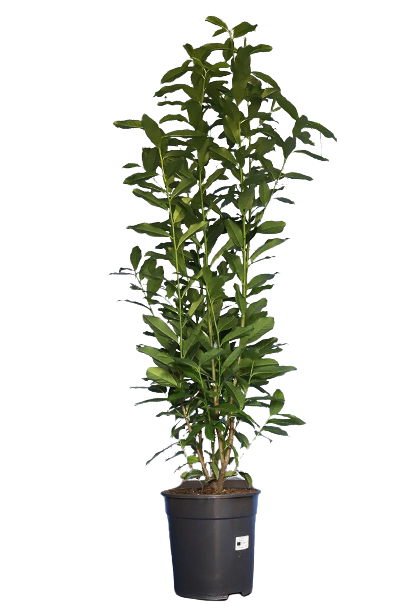 Laurbærhegg Genolia / Mariblon  (Potte 100-125 cm)