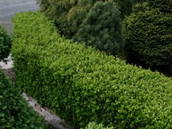 Buksbom Faulkner hekkplanter