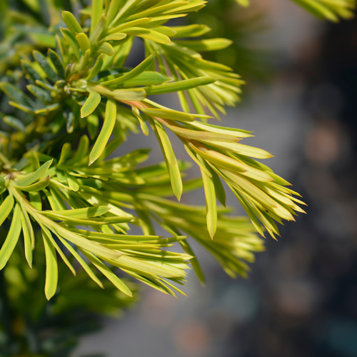 Barlind hekk som gir tett og elegant skjerming året rundt
