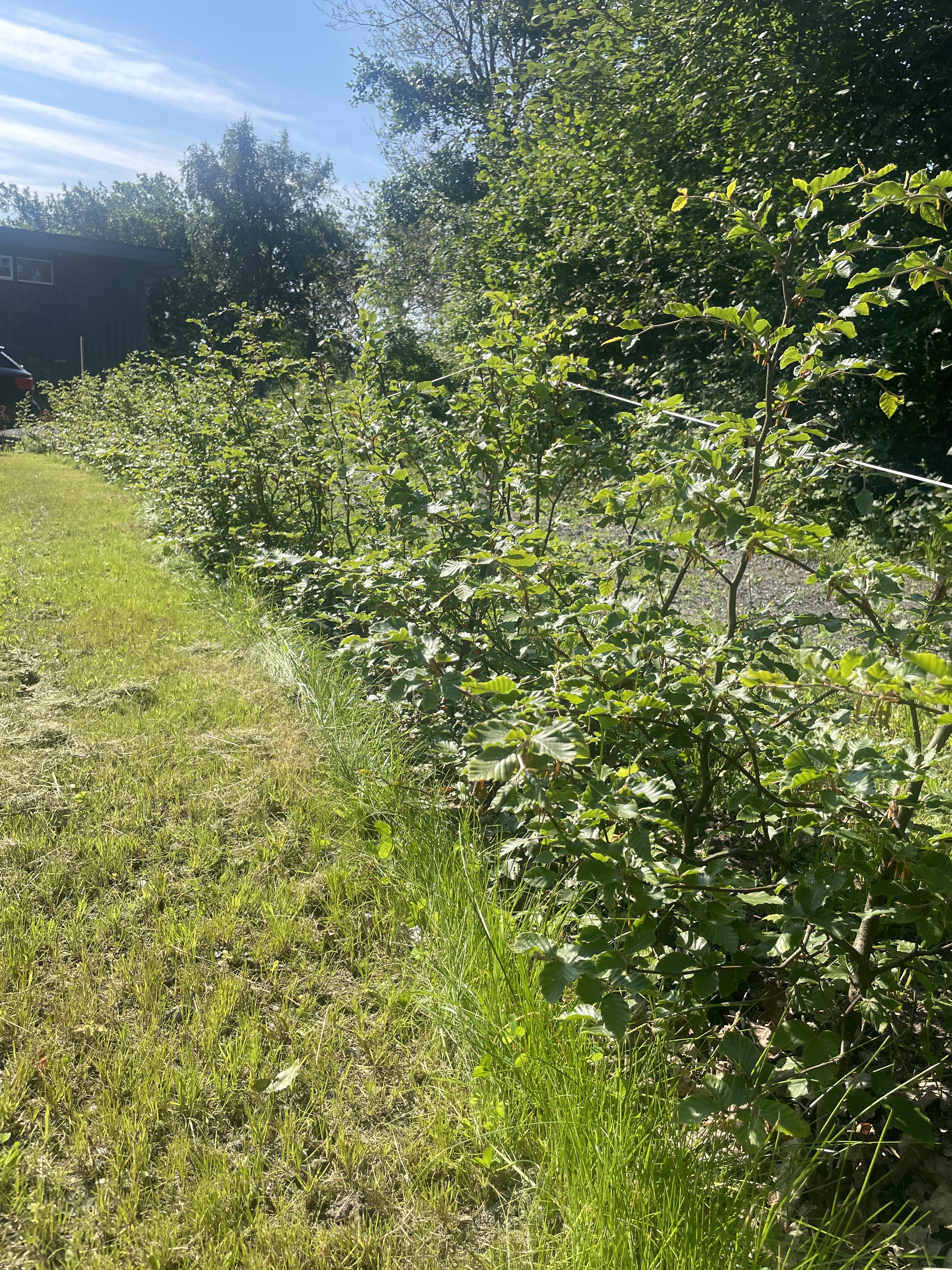 Bøk barrot stavern juni 2024