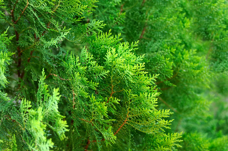 Thuja hekkplante, grønn og løvfellende