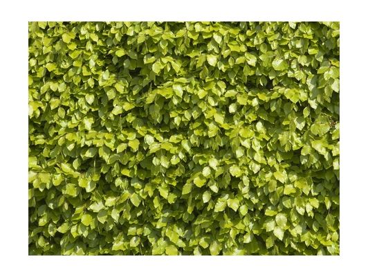 Bøk (Fagus sylvatica) brukt som hekkplante, grønt og frodig