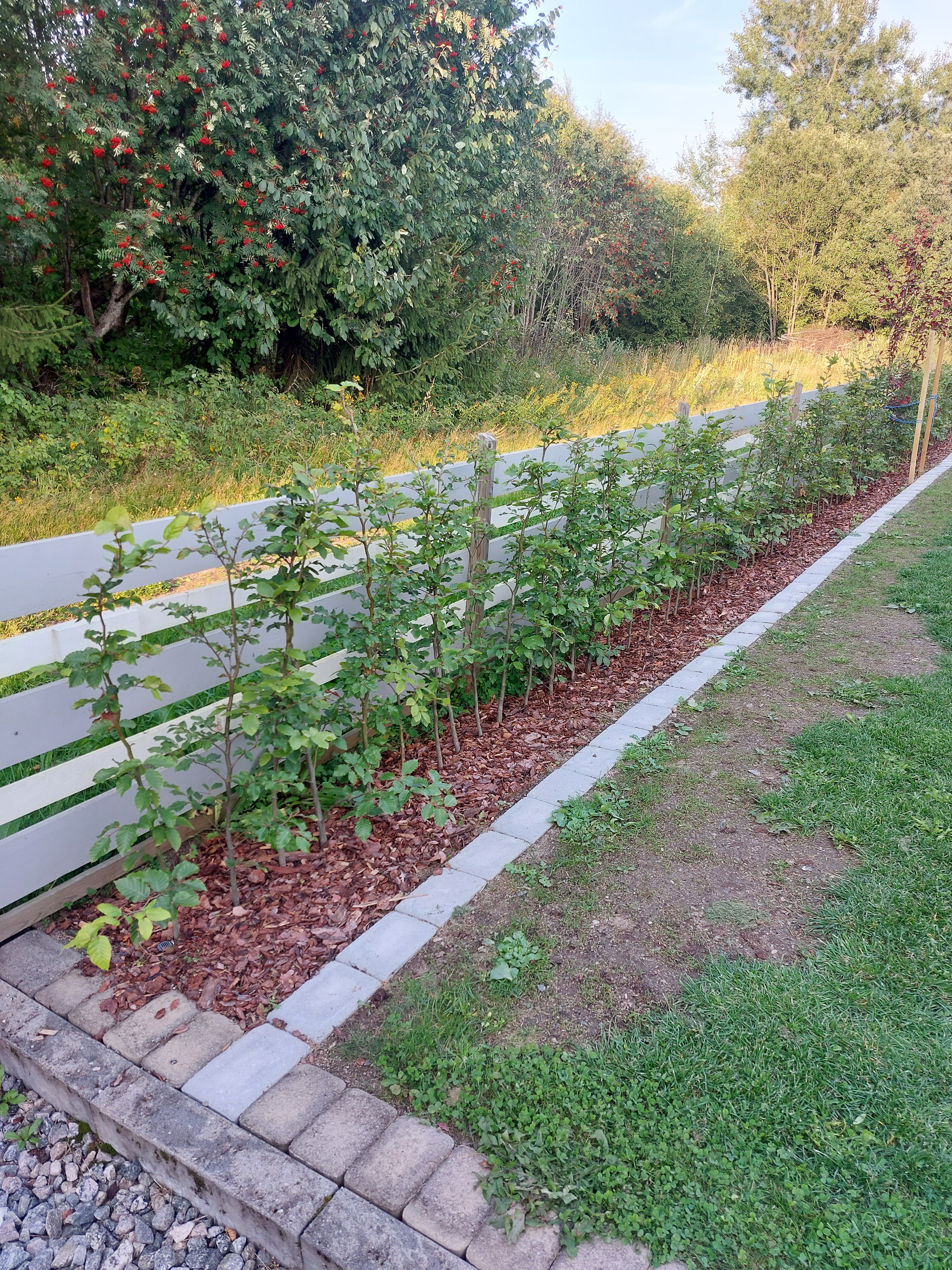 Bøk Maura juli 2024 2