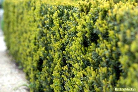 Nærbilde av taxus hekk