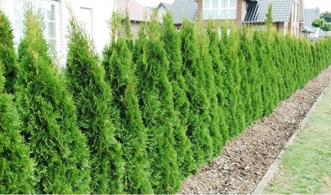 Thuja hekk som holder seg grønn gjennom vinteren