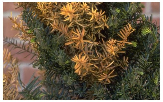 Barlind med brunlig farge, typisk vinterfenomen