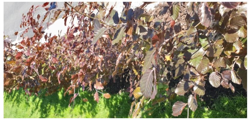 Blodbøk hekk plantet i Stavern, røde blader og tett vekst