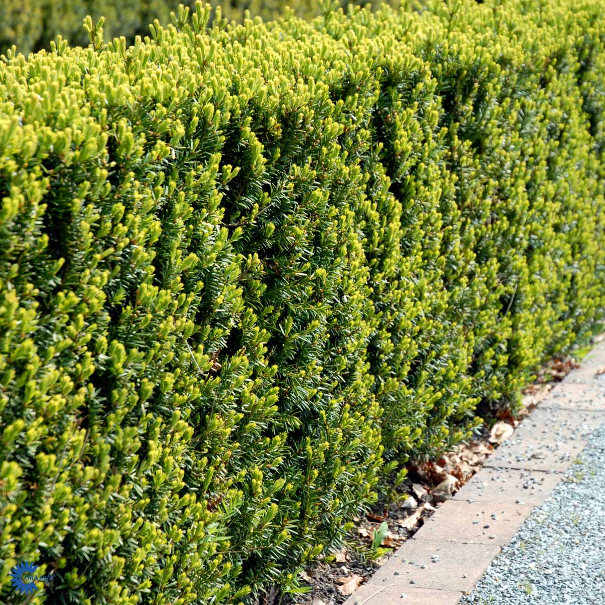 Taxus media Hicksii klar til planting