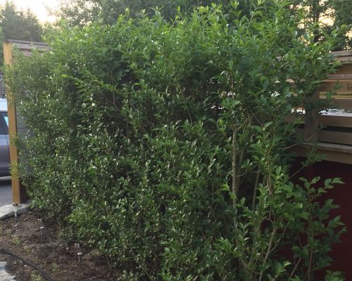 Vinterliguster ferdighekk plantet i Oslo, grønn og tett