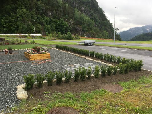 Barlind Hillii hekk plantet i Sand, eviggrønn og tett