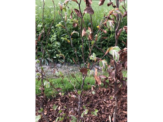 Barrotede bøkplanter klare for hekk i Trondheim