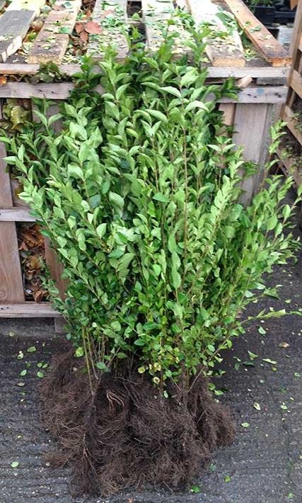 Liguster barrotplante, ideell for tett og grønn hekk