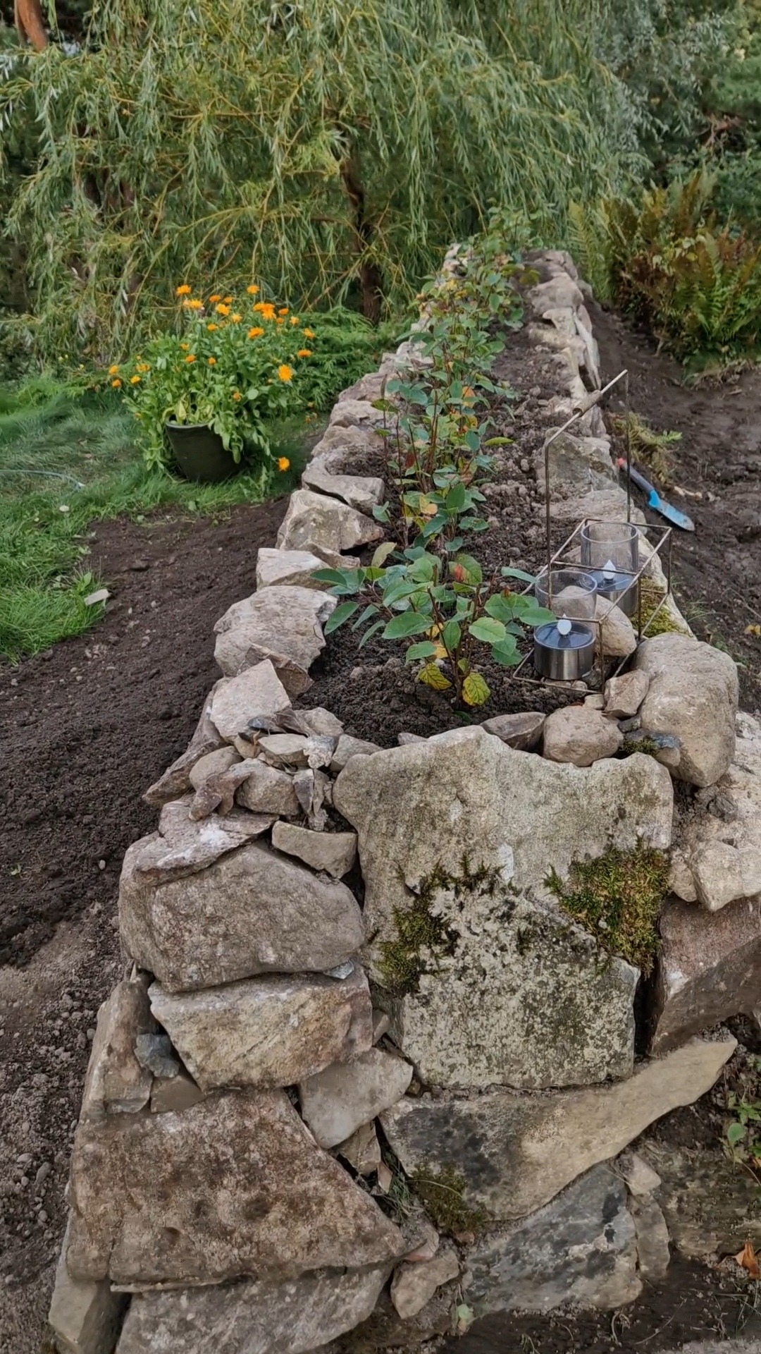 Junisøtmispel Drobak september 2024