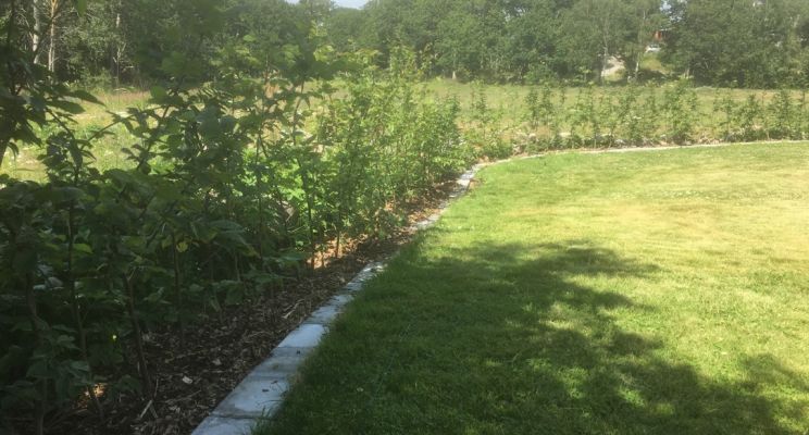 Agnbøk barrotplanter klare for hekk i Stavern