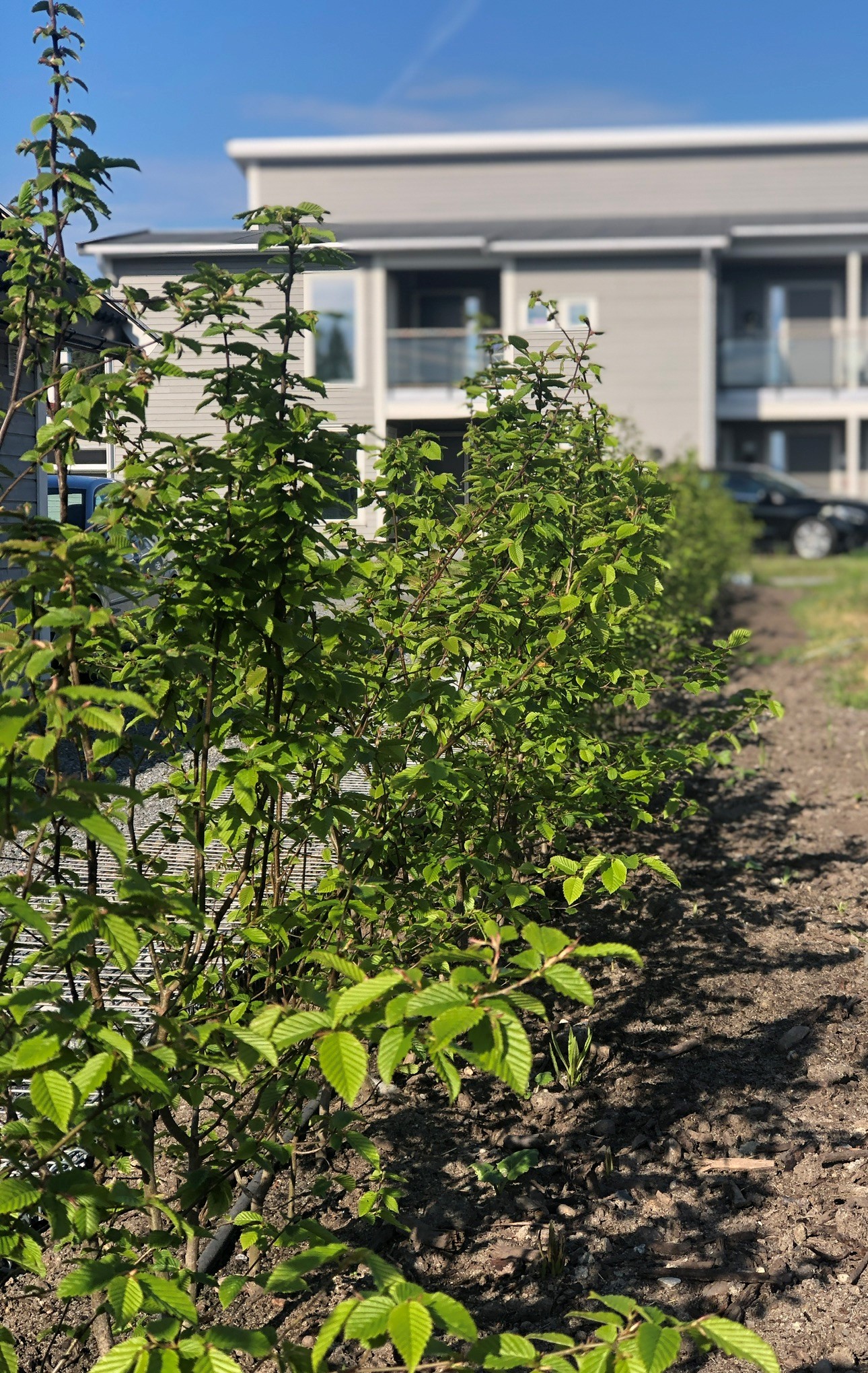 Flere agnbøk barrotplanter klare for hekk i Tyristrand