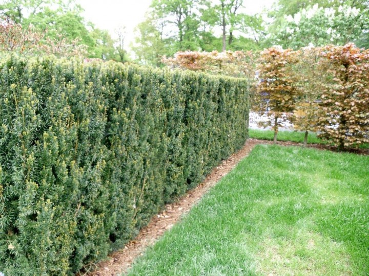 Tett barlindhekk i hage