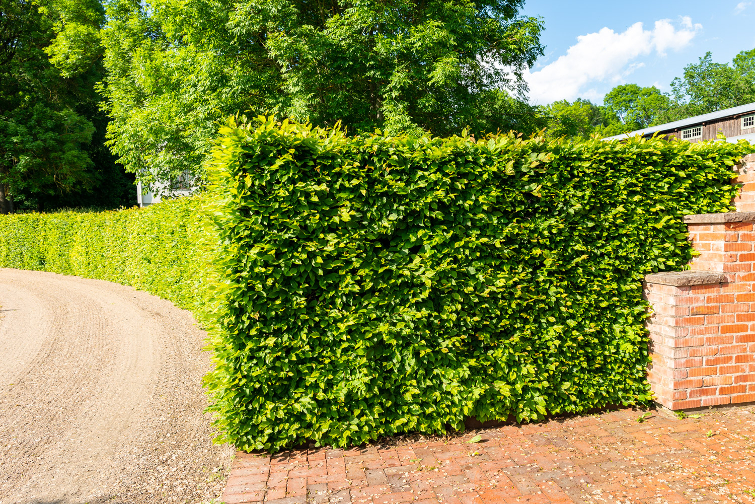 Bilde av hekk og plen, vår eller sommer