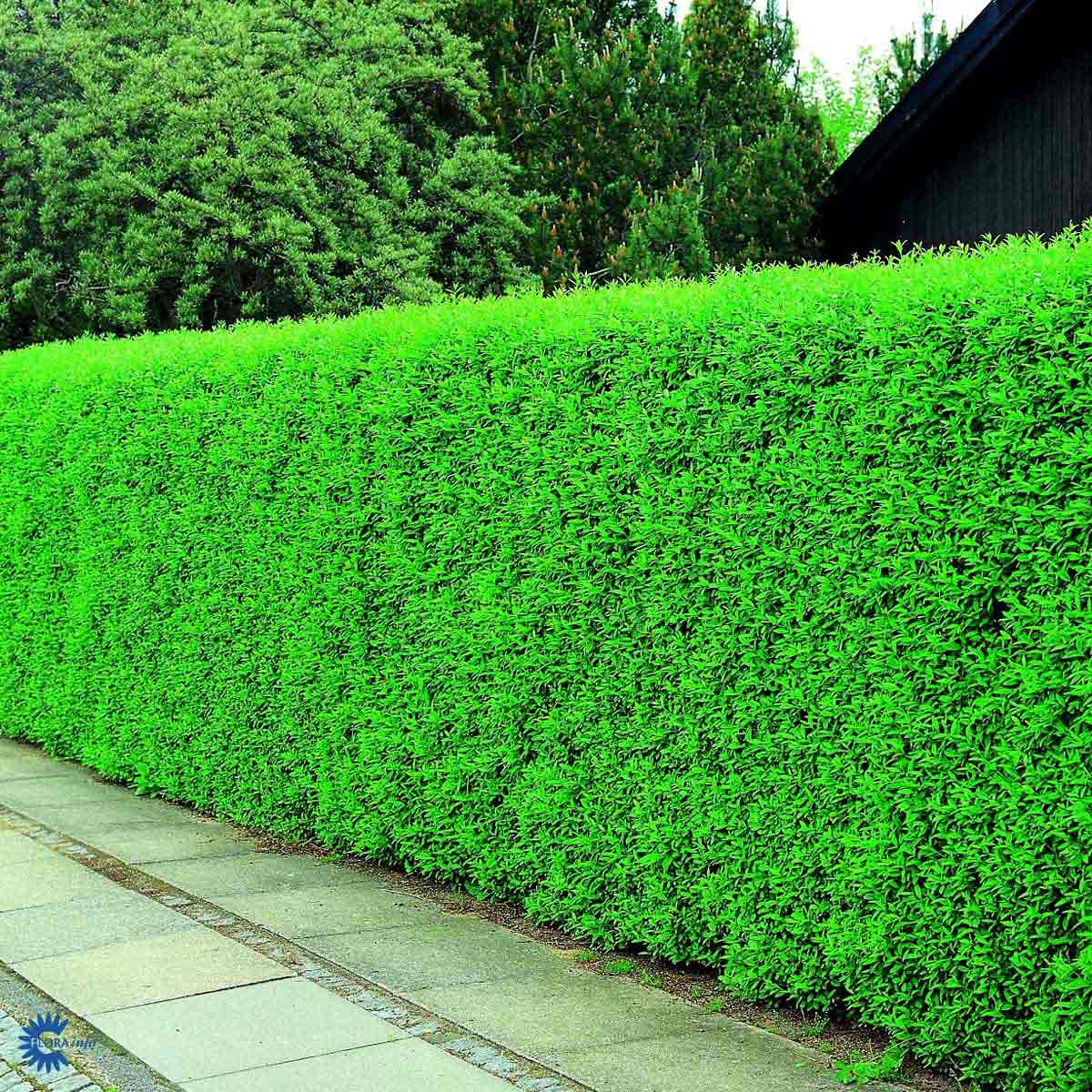 Liguster Liga hekkplanter klare til planting