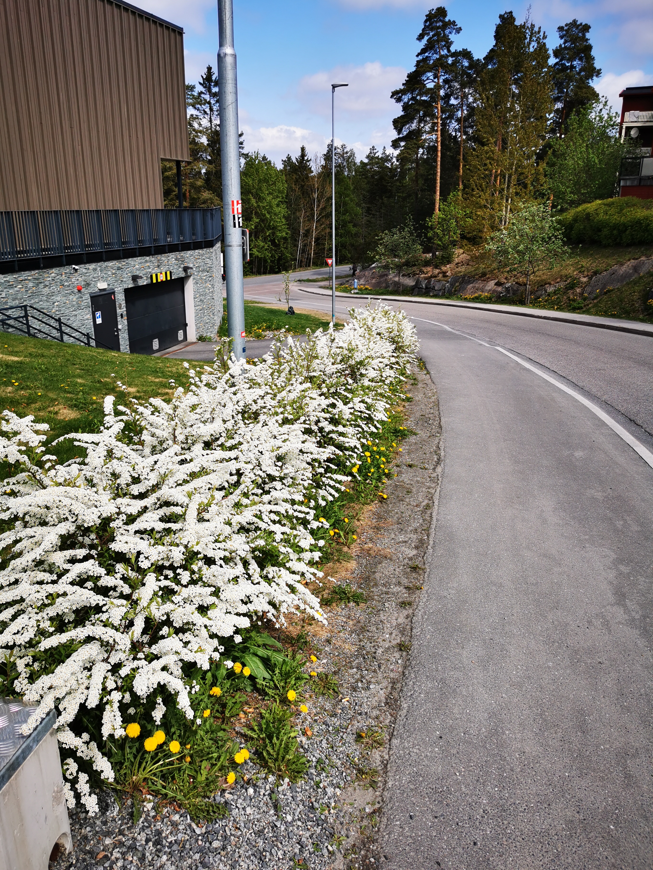Brudespirea Oslo 2023 2 taxeraas