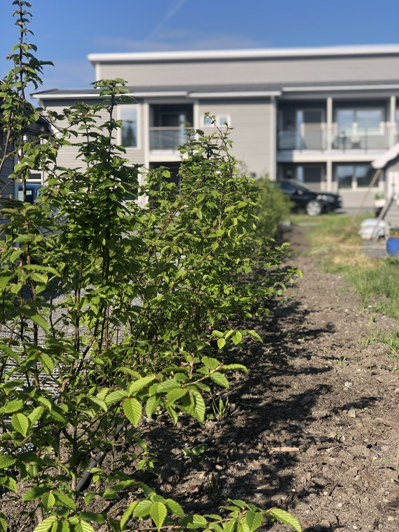 Agnbøk hekk, barrot, plantet i Tyristrand