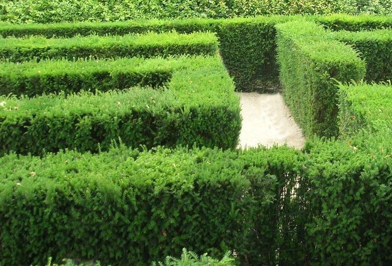 Europabarlind hekkplante, grønn og tett