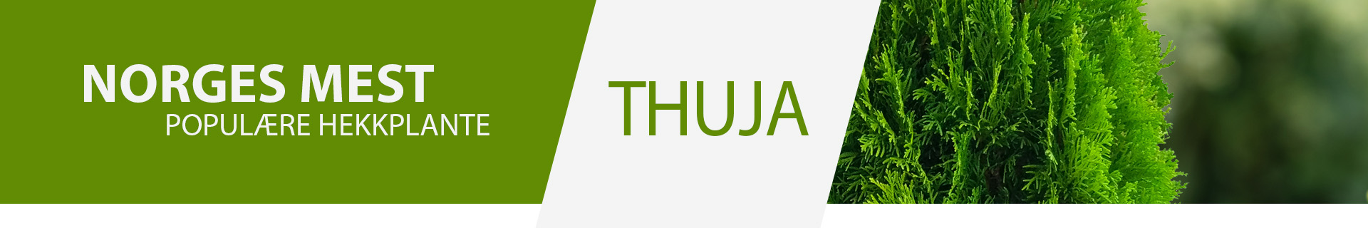 Bannerbilde med frodig Thuja hekk, perfekt for skjerming og privatliv