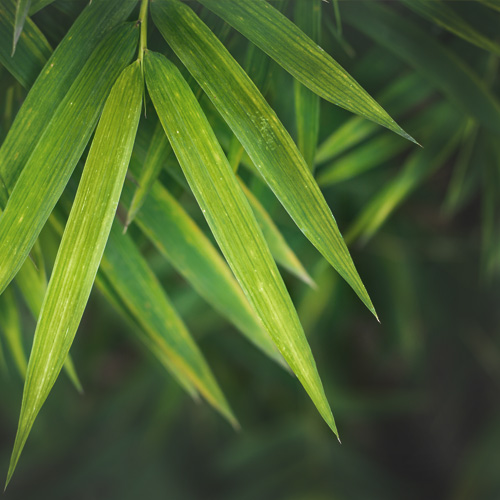 Tett bambushekk som gir moderne uttrykk og skjerming