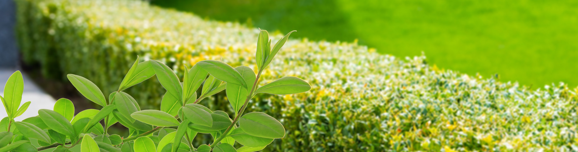 Liguster hekk egnet for ulike miljøer, robust og lettstelt