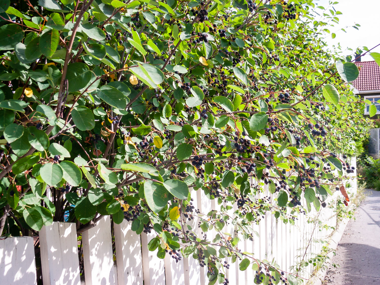 Bilde av hekk og hage, sommerstemning