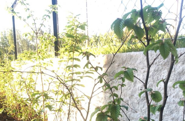 Agnbøk barrotplanter klare for hekk i Hønefoss