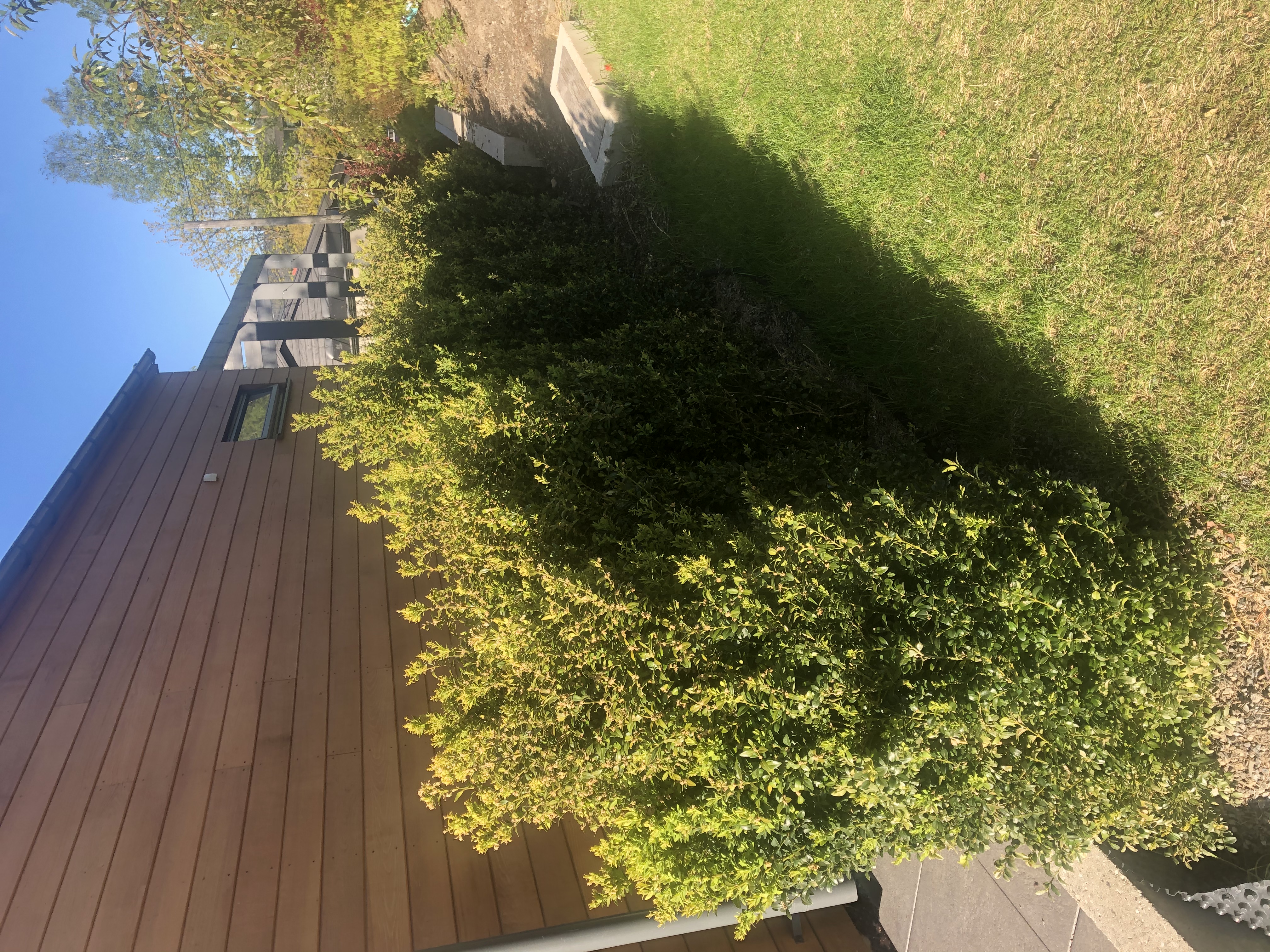 Buksbom ferdighekk Billingstad