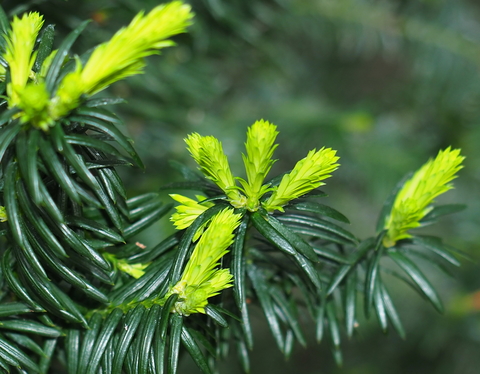 Taxus cuspidata hekkplante, grønn og tett