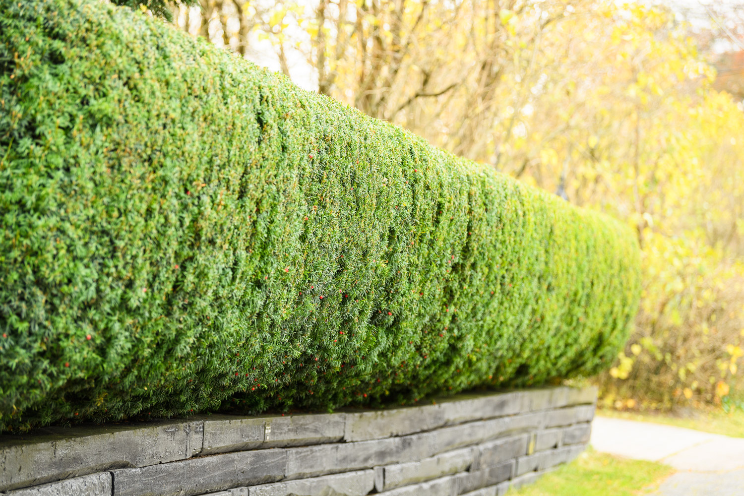 Bilde av hekk og plen, høstdag i hagen
