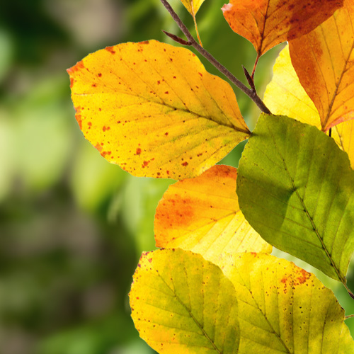 Bøk planter til hekk, gir klassisk og grønn skjerming