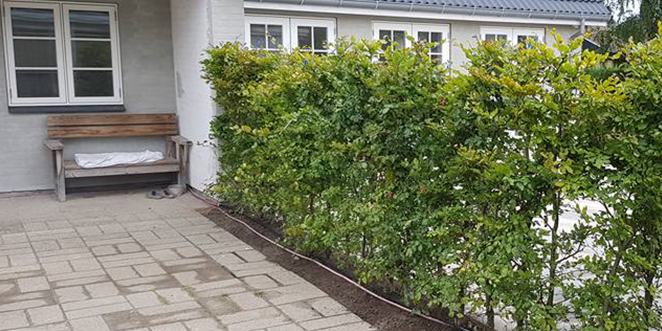 Bøk hekk levert og plantet hos kunde