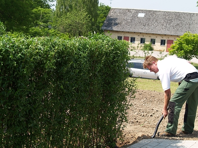 Planting av Liguster