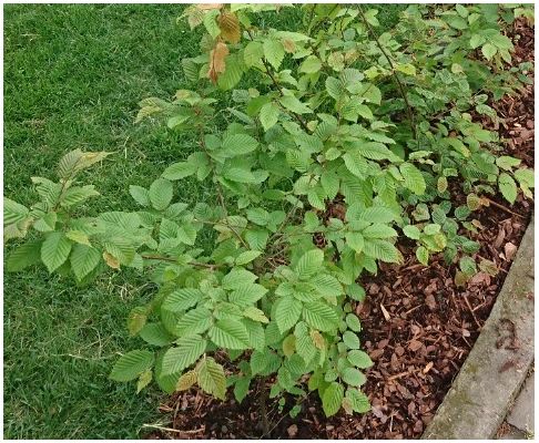 Agnbøk hekkplante i potte, klar for utplanting i Fetsund