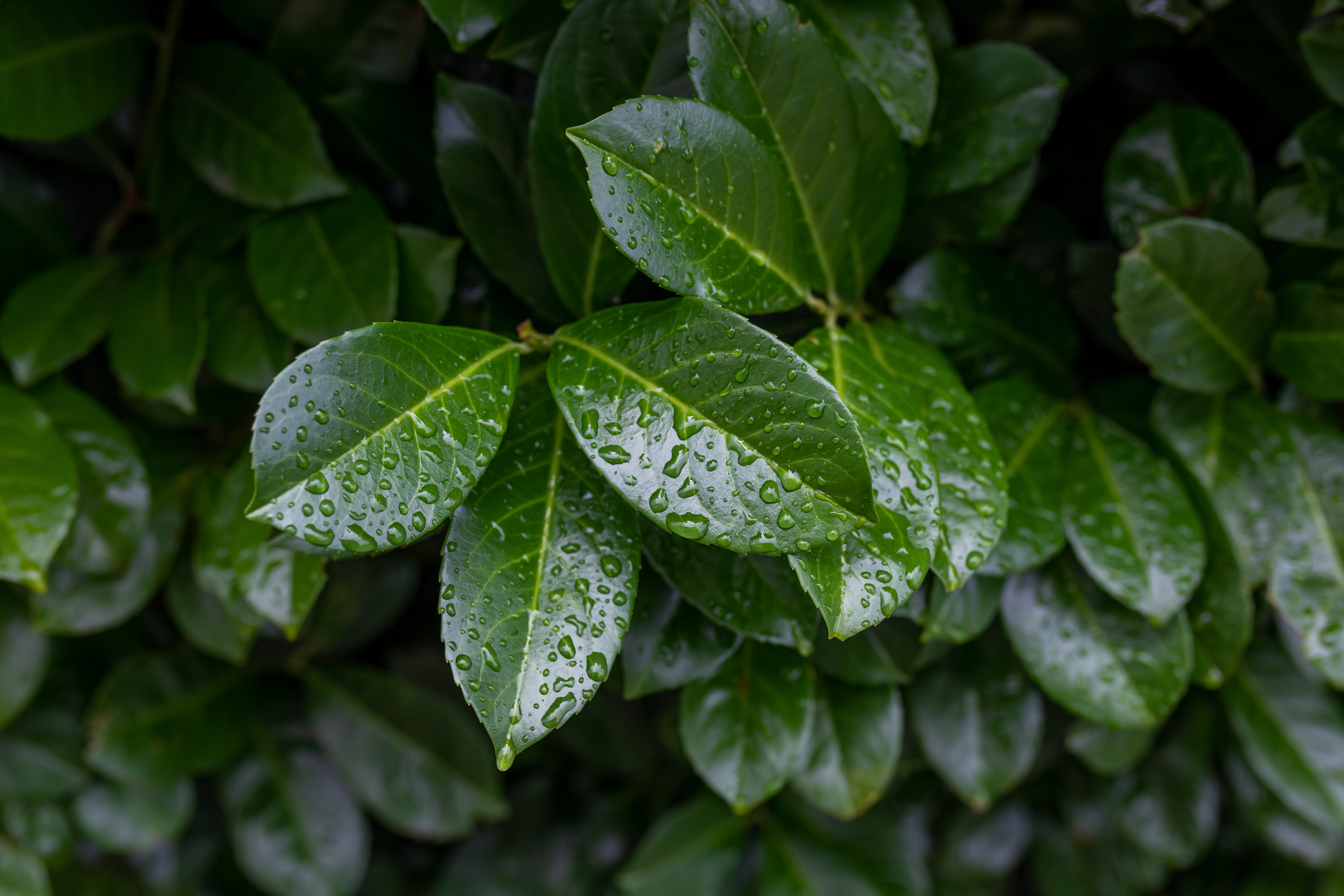 Blader fra Prunus hekk