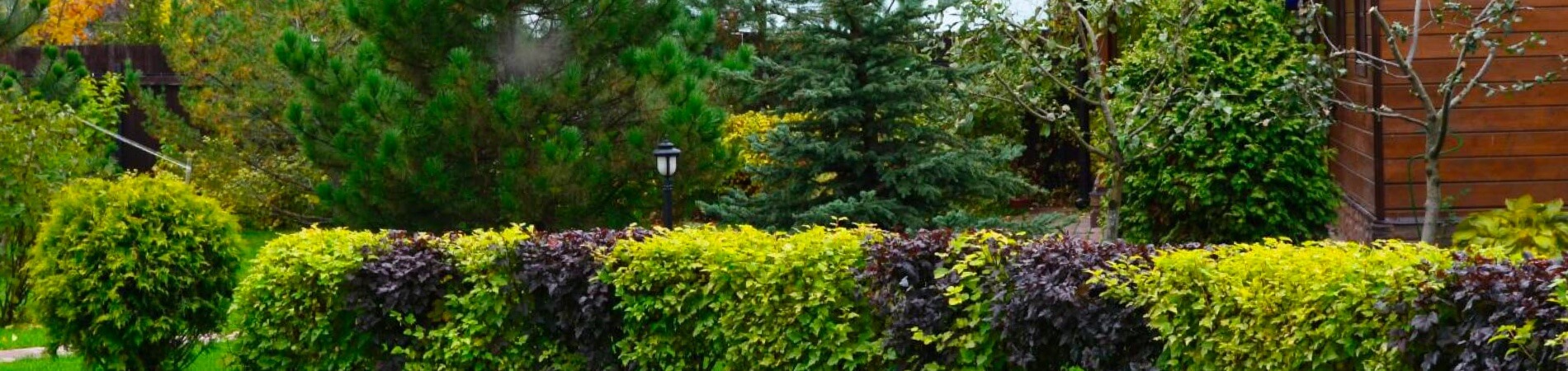 Bannerbilde for forside, hekk og grønt