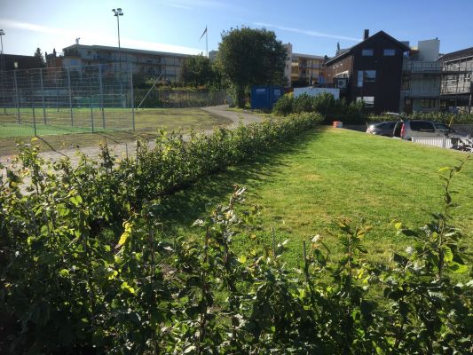 Agnbøk hekk plantet i Trondheim, robust og grønn