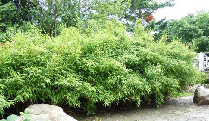 Bimbo natur hekkplanter