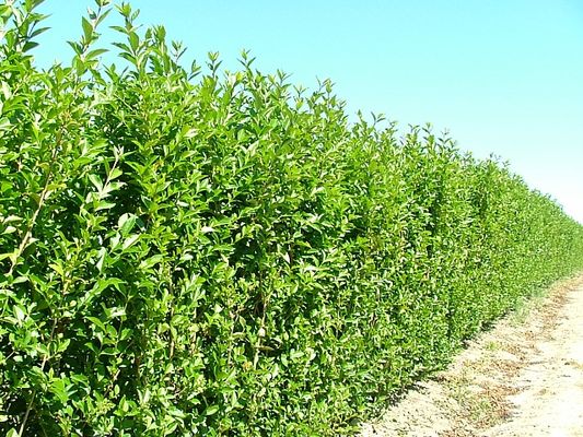 Vinterliguster hekk som holder seg grønn gjennom vinteren