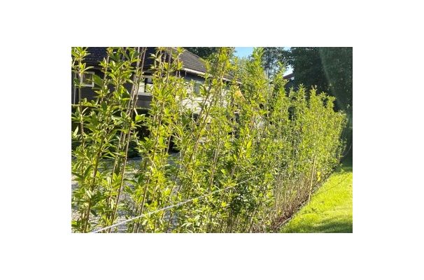 Vinterliguster hekk plantet i Solbergelva, Drammen, frodig og tett