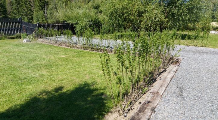 Kunde viser frem liguster liga barrot hekk i Hønefoss