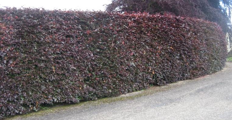 Blodbøk hekk plantet i hage