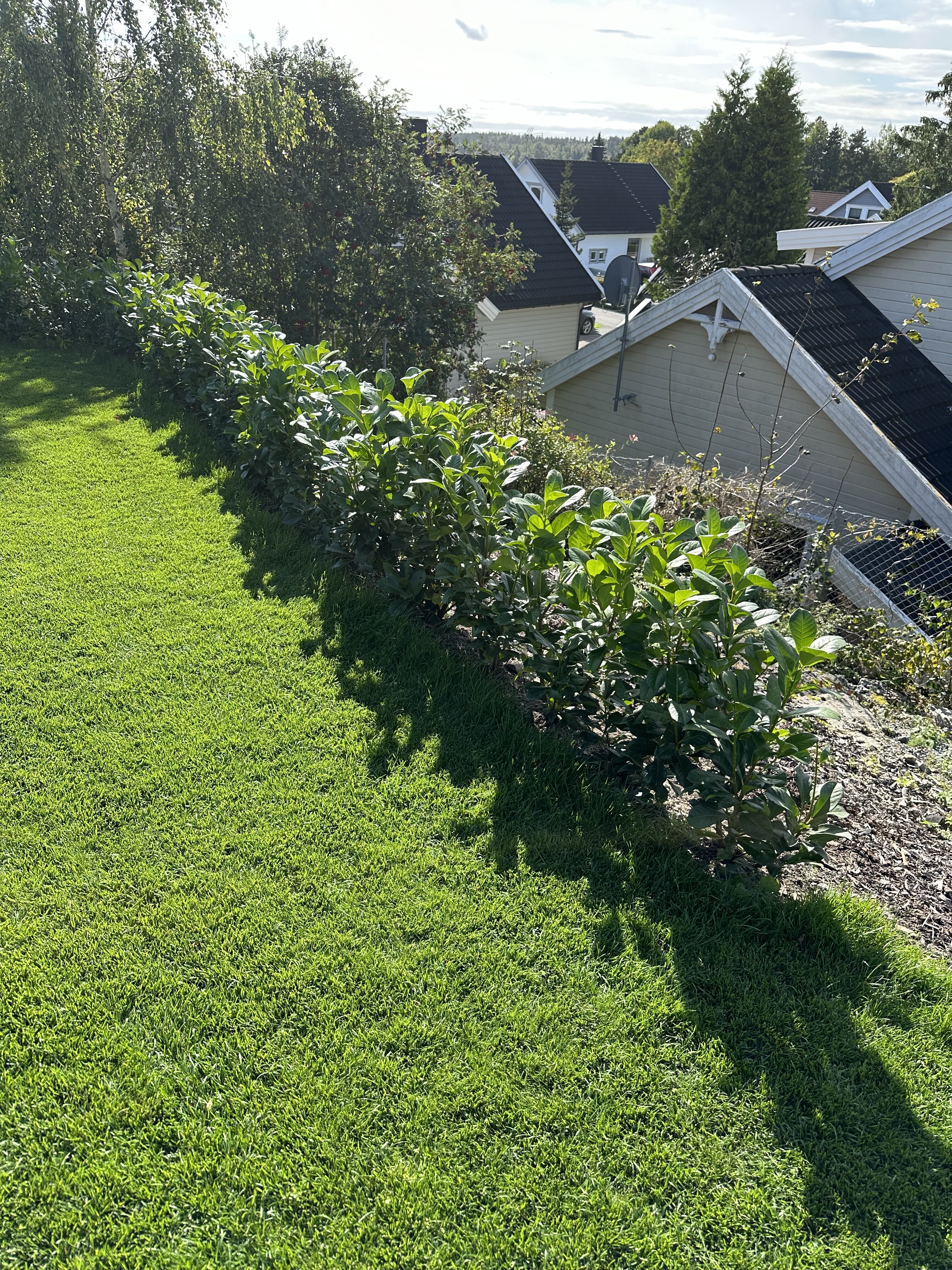 Laurbær Etna Ås juli 2024