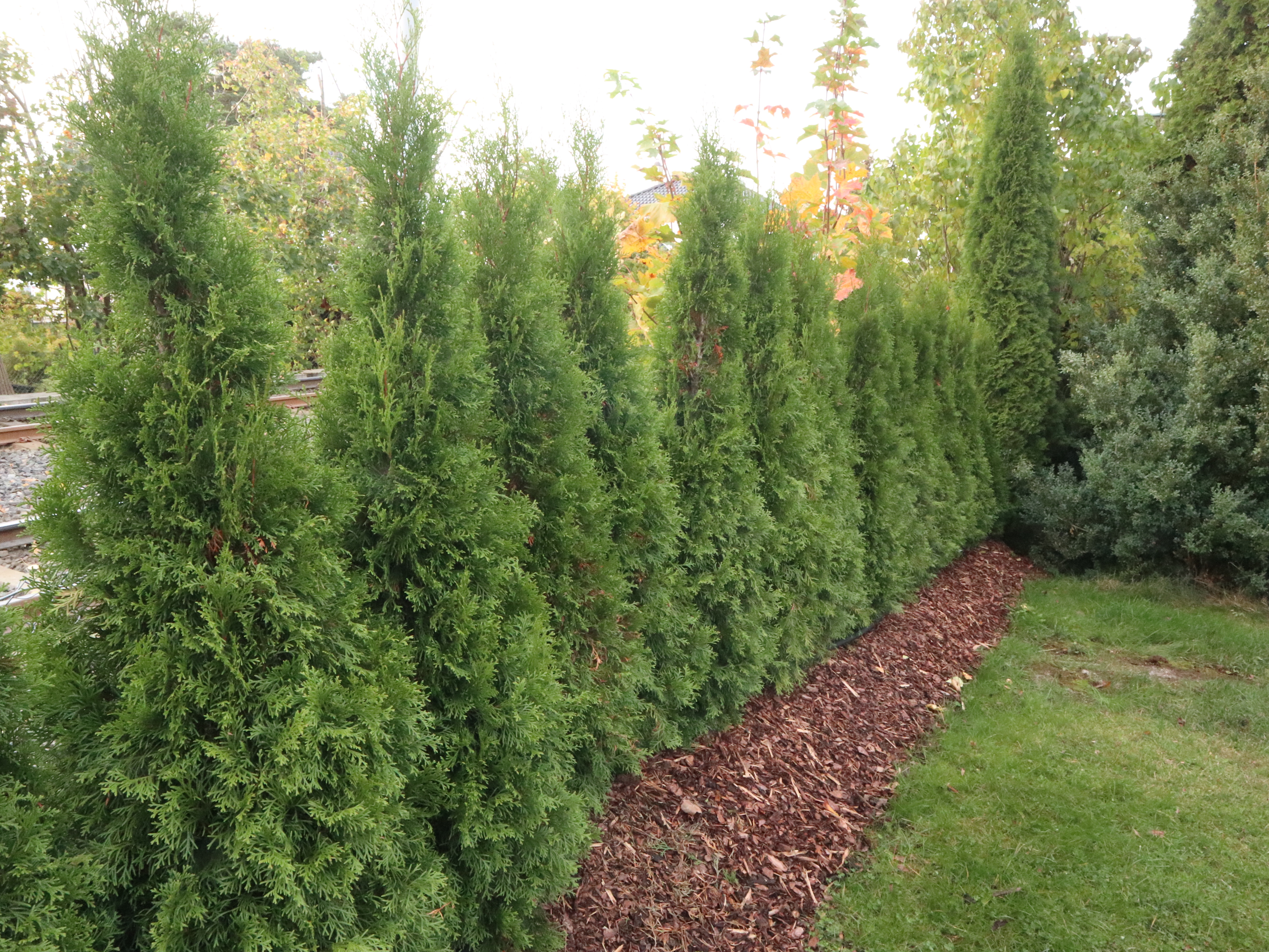 Andreas planter hekk på Nordstrand